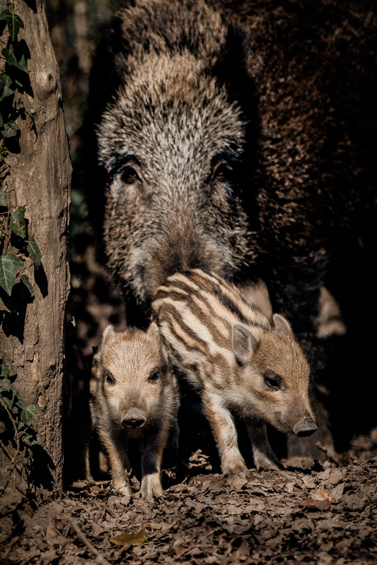 wildschwein-babys-im-rheinwald-diana-tischler-fotografie (1)