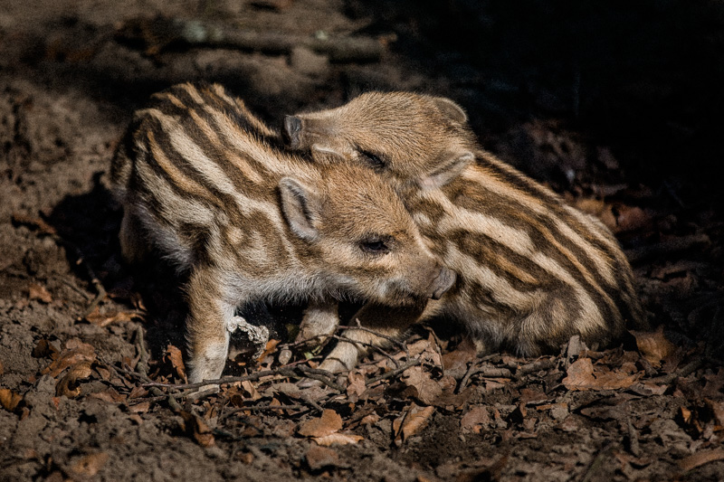 wildschwein-babys-im-rheinwald-diana-tischler-fotografie (2)