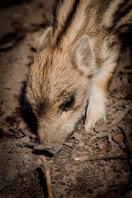 wildschwein-babys-im-rheinwald-diana-tischler-fotografie (4)