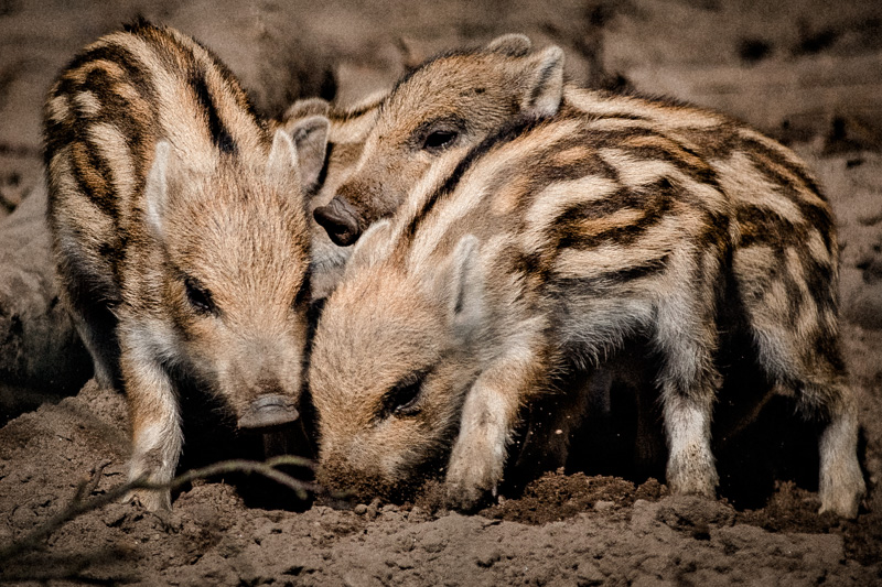wildschwein-babys-im-rheinwald-diana-tischler-fotografie (6)