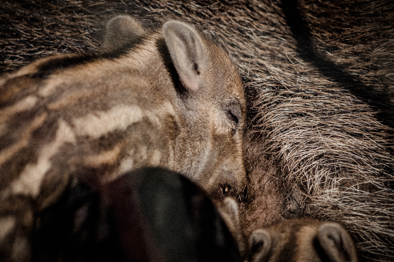wildschwein-babys-im-rheinwald-diana-tischler-fotografie (7)