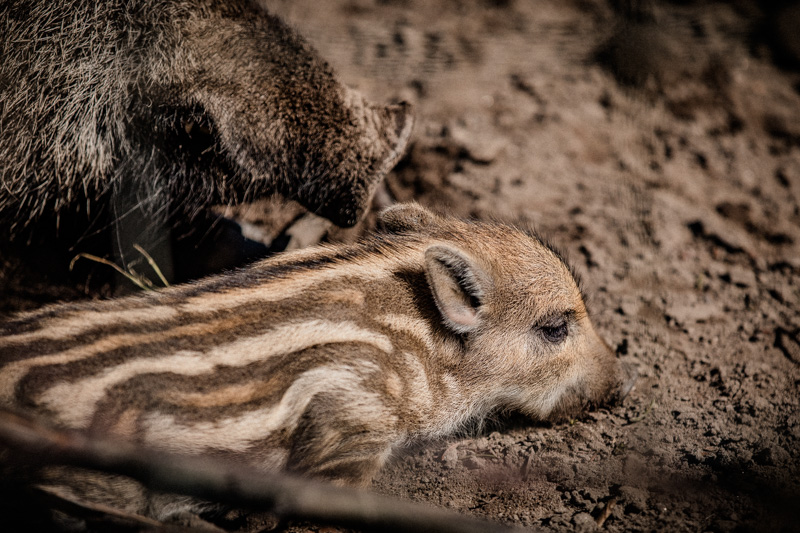 wildschwein-babys-im-rheinwald-diana-tischler-fotografie (8)